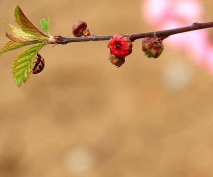 虫花之恋