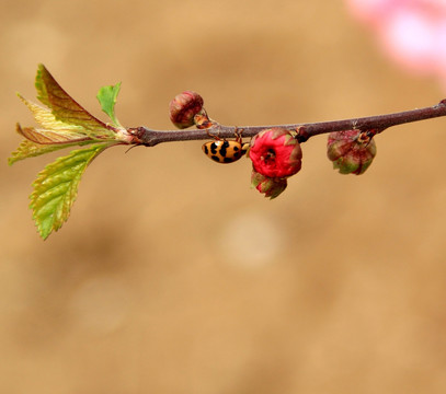 虫花恋