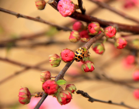 虫花之恋