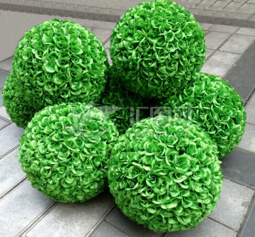 绿花球 花球 绿球