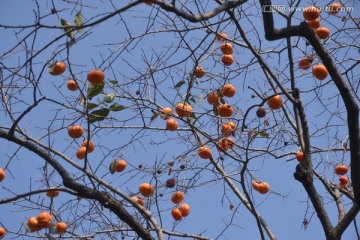 秋天柿子丰收