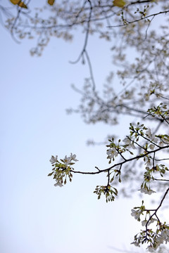 白色东京樱花竖版壁纸