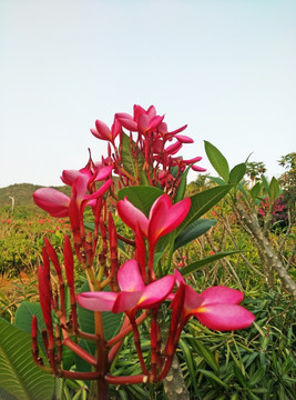 鸡蛋花