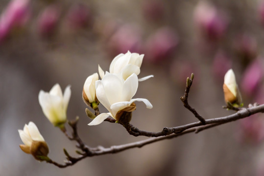 白玉兰花