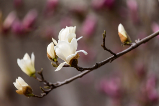 白玉兰花