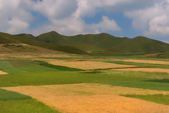 青稞田