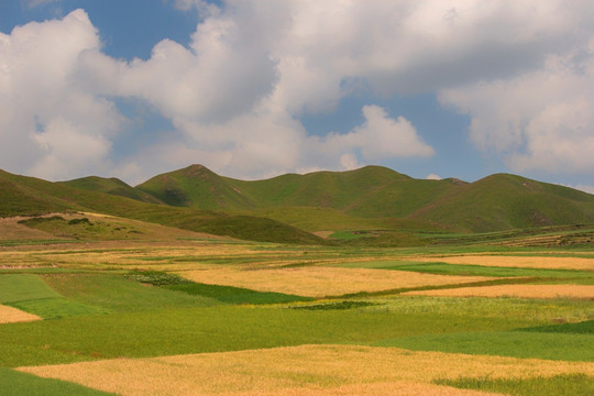 青稞田