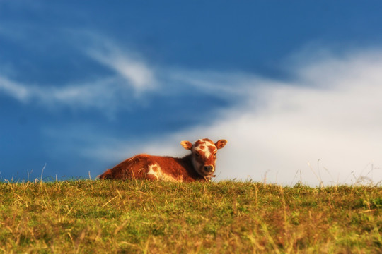 唐克草原牧场牦牛