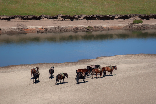 草原河流上的马群