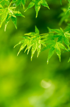 绿色的枫叶雨滴