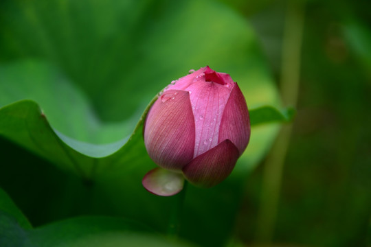 初夏雨荷