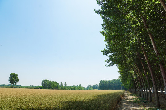 麦田