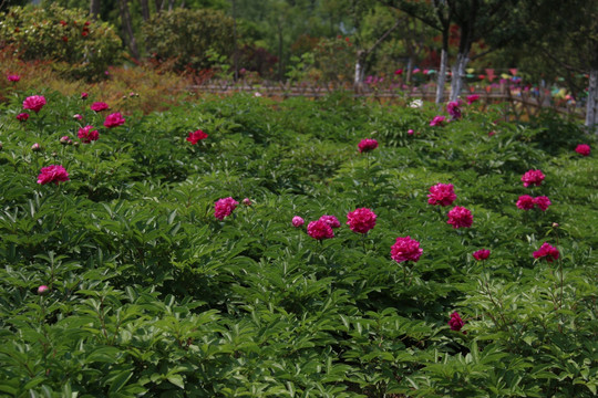 芍药花