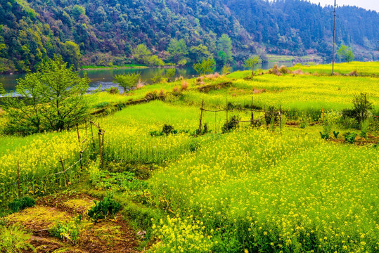 油菜花田园风光