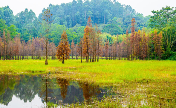 阳光草地水杉林