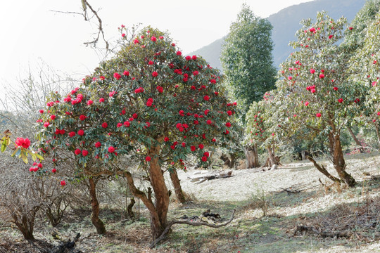 杜鹃花