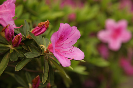 喇叭花 牵牛花