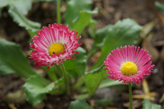 雏菊