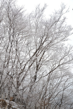 树枝 冬天