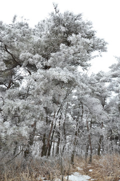 树枝