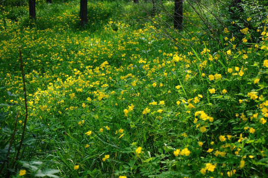 黄花满地