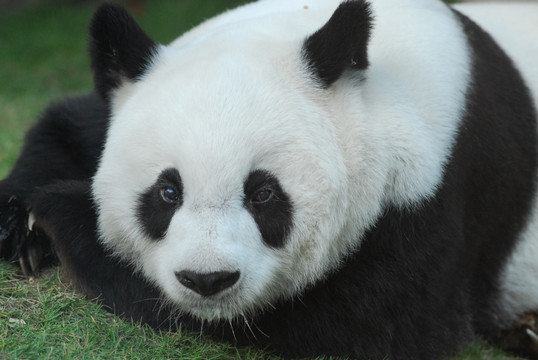 福州熊猫世界