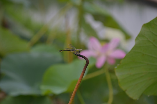 蜻蜓 荷花