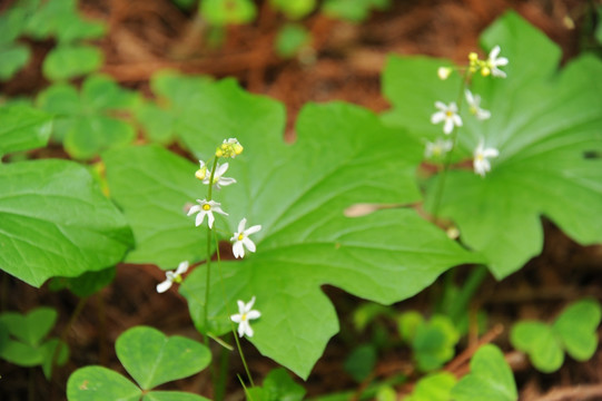 白色小花