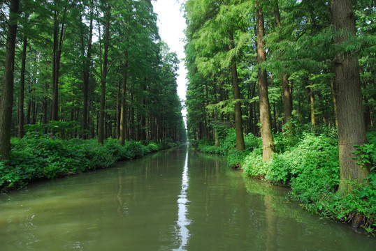 水上森林公园