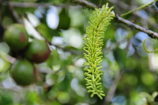 罗汉果嫩芽