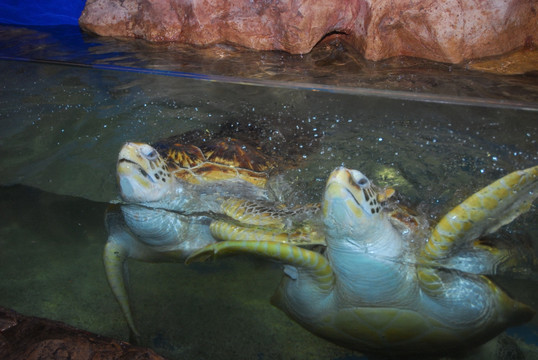 青岛水族馆