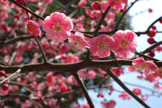 樱花