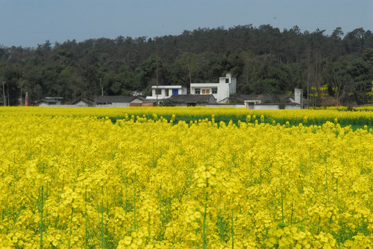 油菜花田