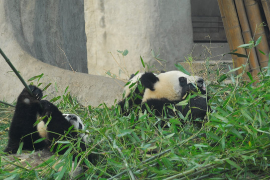 大熊猫繁育研究基地熊猫