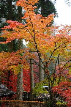 日光二社一寺轮王寺