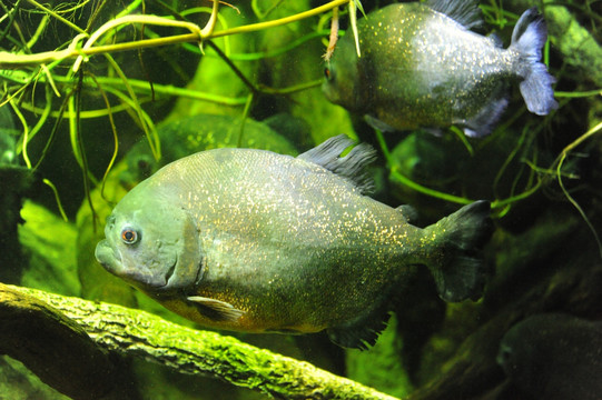 新英格兰水族馆