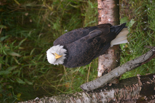 阿拉斯加动物园的秃头鹰