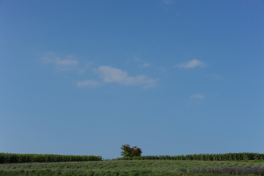 富良野日 出     园