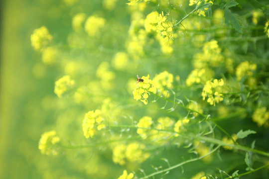  美瑛丘陵油菜花田