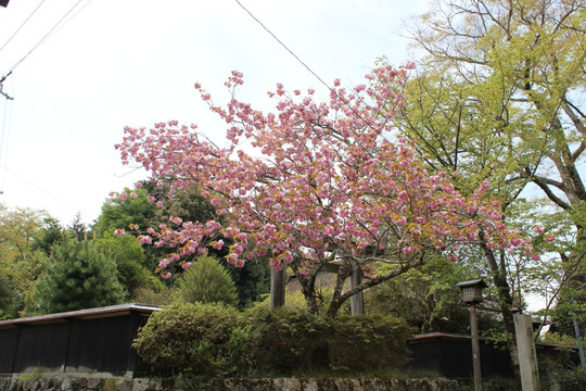 日本樱花