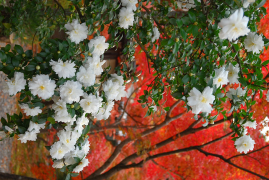 狗牙花