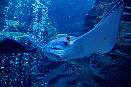 京都水族馆