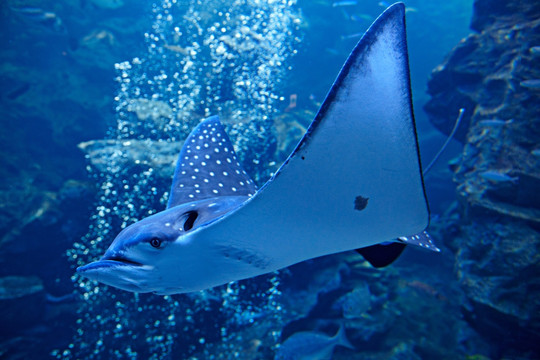 京都水族馆