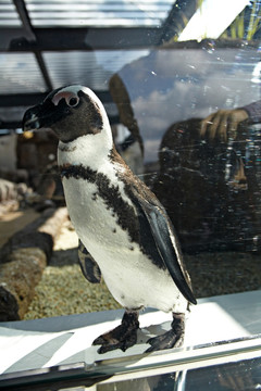 京都水族馆