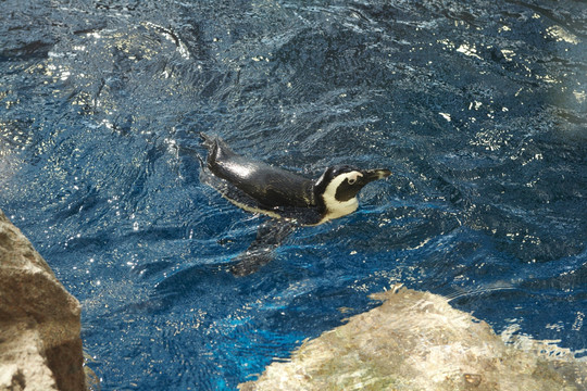 游水的企鹅