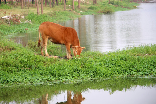 湖边吃草的黄牛