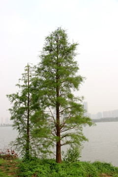 湖边的杉树