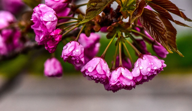 雨后樱花