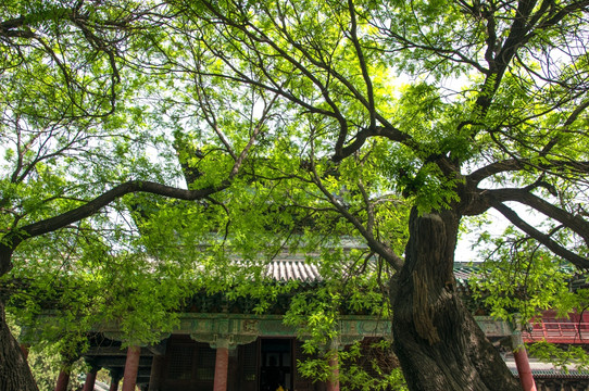 寺庙绿树