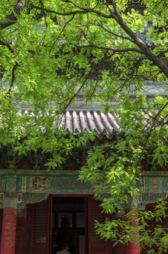 寺庙绿树